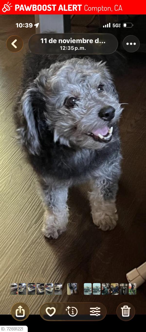 Lost Male Dog last seen Stockwell Street and Paulsen Avenue, Compton, CA 90222