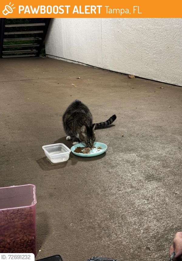 Found/Stray Female Cat last seen Bruce B Downs & Hunters Lake Dr, Tampa, FL 33647
