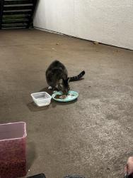 Found/Stray Female Cat last seen Bruce B Downs & Hunters Lake Dr, Tampa, FL 33647