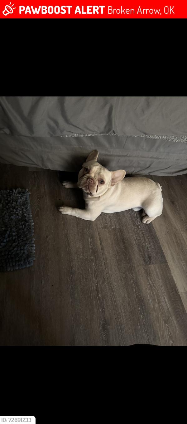Lost Male Dog last seen Near and e 31st, Broken Arrow, OK 74014