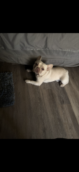 Lost Male Dog last seen Near and e 31st, Broken Arrow, OK 74014