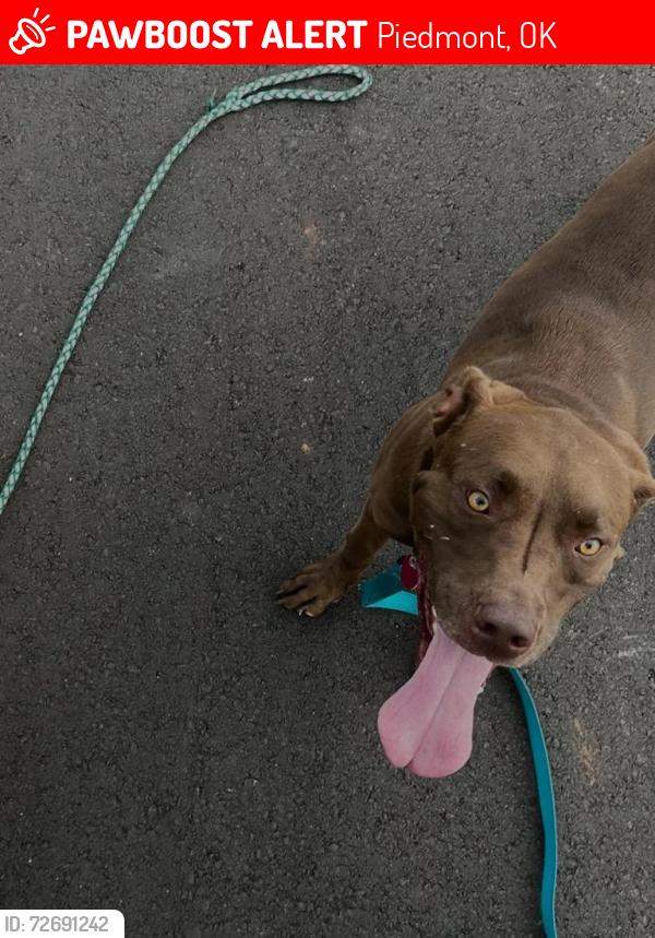 Lost Male Dog last seen Northwood elementary, Piedmont, OK 73078