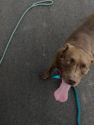 Lost Male Dog last seen Northwood elementary, Piedmont, OK 73078