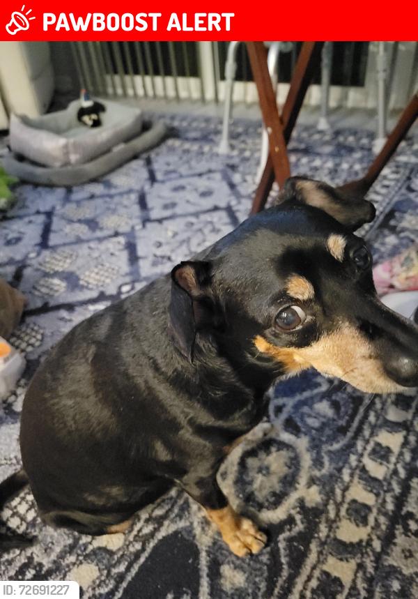 Lost Male Dog last seen Off of hood road, near the Eastpointe development., Palm Beach Gardens, FL 33418
