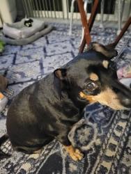 Lost Male Dog last seen Off of hood road, near the Eastpointe development., Palm Beach Gardens, FL 33418