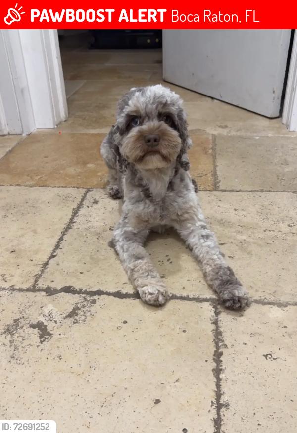 Lost Female Dog last seen 2nd st, Boca Raton, FL 33486