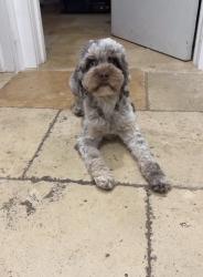 Lost Female Dog last seen 2nd st, Boca Raton, FL 33486
