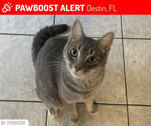 Lost Male Cat last seen Whippoorwill Lane and Lee Lane , Destin, FL 32541