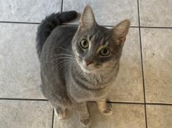 Lost Male Cat last seen Whippoorwill Lane and Lee Lane , Destin, FL 32541