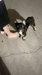 Found/Stray Male Dog last seen De Anza circle and campus ave, Ontario, CA 91761