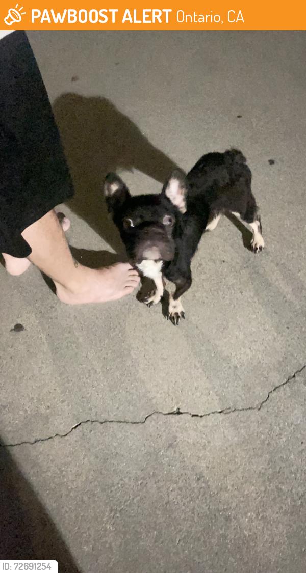 Found/Stray Male Dog last seen De Anza circle and campus ave, Ontario, CA 91761