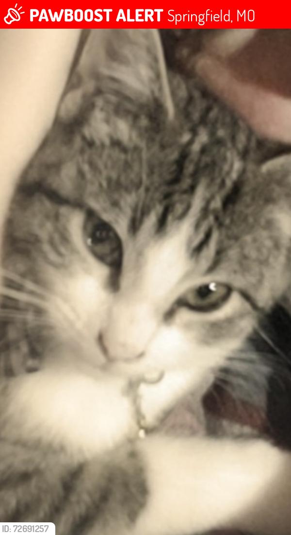 Lost Male Cat last seen Nicholas , Springfield, MO 65802