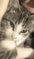 Lost Male Cat last seen Nicholas , Springfield, MO 65802