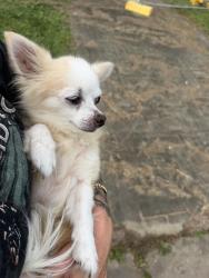 Found/Stray Male Dog last seen Pope street, Aitkenvale, QLD 4814