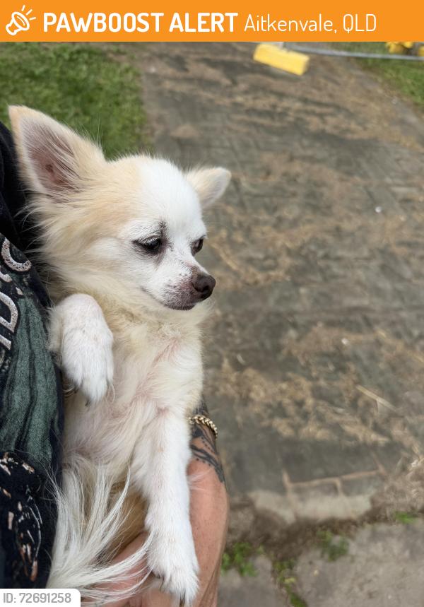 Found/Stray Male Dog last seen Pope street, Aitkenvale, QLD 4814