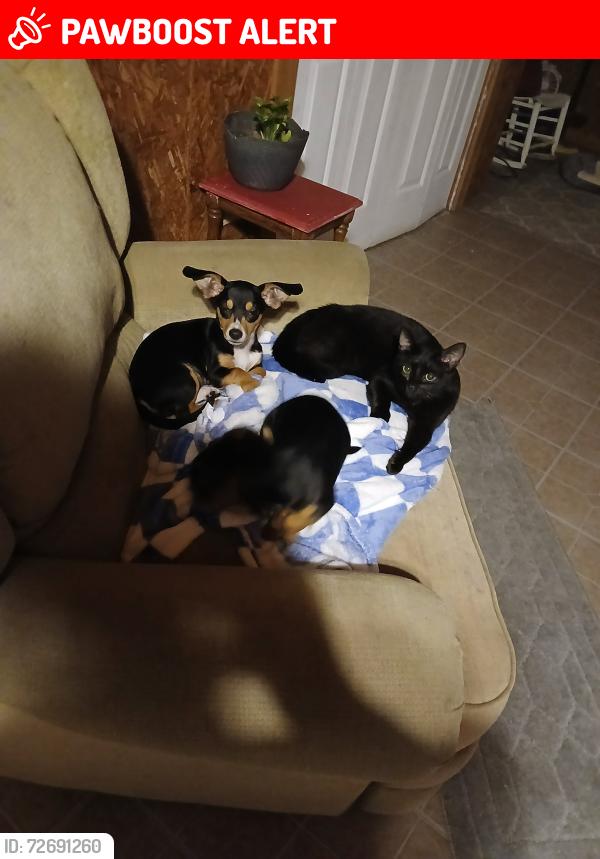 Lost Male Dog last seen Hwy 11, Spartanburg County, SC 29323