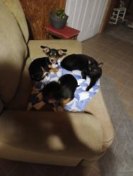 Lost Male Dog last seen Hwy 11, Spartanburg County, SC 29323