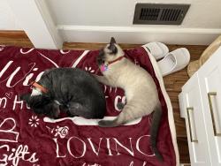 Lost Male Cat last seen 2nd Ave. & Elk Grove Florin Road , Elk Grove, CA 95624