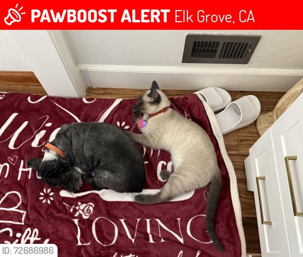 Lost Male Cat last seen 2nd Ave. & Elk Grove Florin Road , Elk Grove, CA 95624
