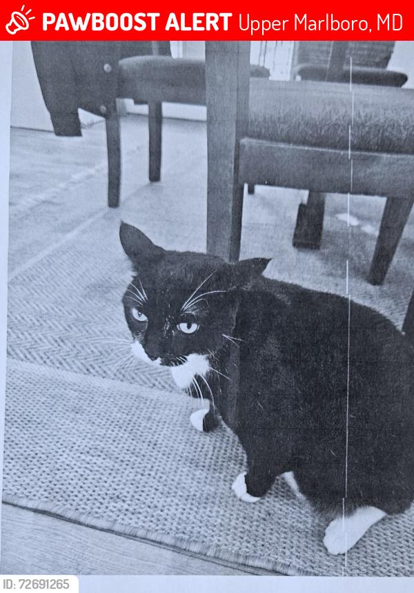 Lost Male Cat last seen Near polo place, Upper Marlboro, MD 20772