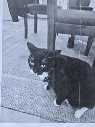 Lost Male Cat last seen Near polo place, Upper Marlboro, MD 20772