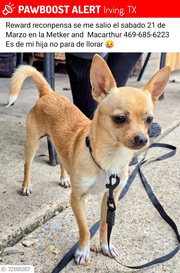 Lost Male Dog last seen Macarthur and Metker st, Irving, TX 75062