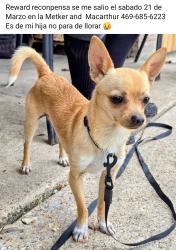 Lost Male Dog last seen Macarthur and Metker st, Irving, TX 75062