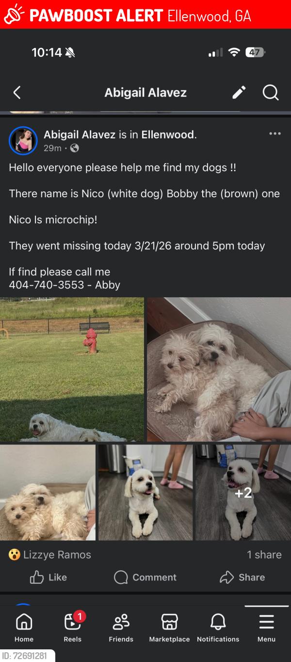 Lost Male Dog last seen Ellenwood ga , Ellenwood, GA 30294
