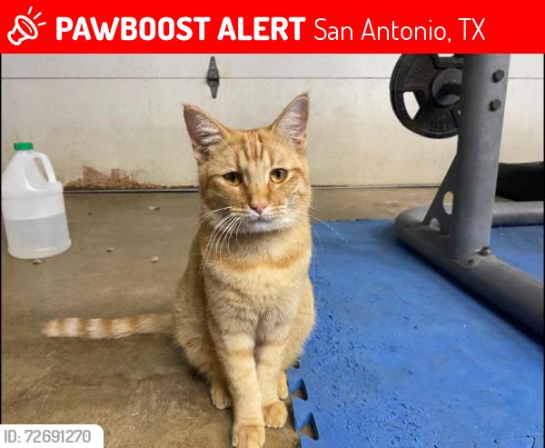 Lost Male Cat last seen Slumber Pass & Blanco Rd (near 1931 Slumber Pass), San Antonio, TX 78260