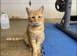 Lost Male Cat last seen Slumber Pass & Blanco Rd (near 1931 Slumber Pass), San Antonio, TX 78260