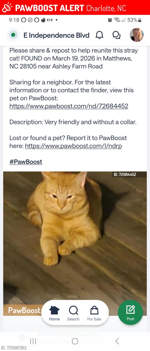 Lost Male Cat last seen Ashley Farms Drive/Dunfries Road, Matthews, NC 28105