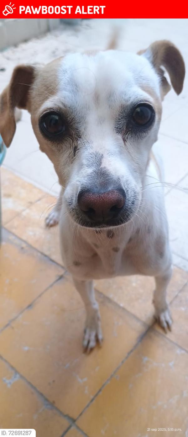 Lost Male Dog last seen Blv Lopez Mateos y 20 de enero, León de los Aldama, Gto. 37320