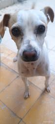 Lost Male Dog last seen Blv Lopez Mateos y 20 de enero, León de los Aldama, Gto. 37320
