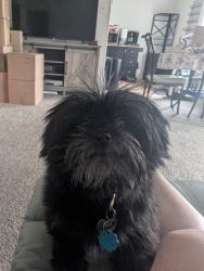 Lost Male Dog last seen Near Motley Drive Mesquite TX 75150, Mesquite, TX 75150