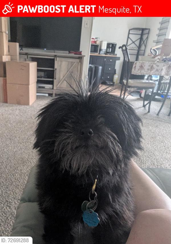 Lost Male Dog last seen Near Motley Drive Mesquite TX 75150, Mesquite, TX 75150