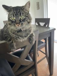 Lost Male Cat last seen West and central , Wichita, KS 67203