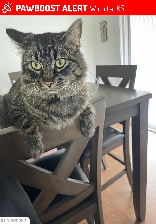 Lost Male Cat last seen West and central , Wichita, KS 67203