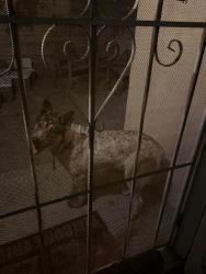 Found/Stray Unknown Dog last seen Long Beach blvd / del amo , Long Beach, CA 90805