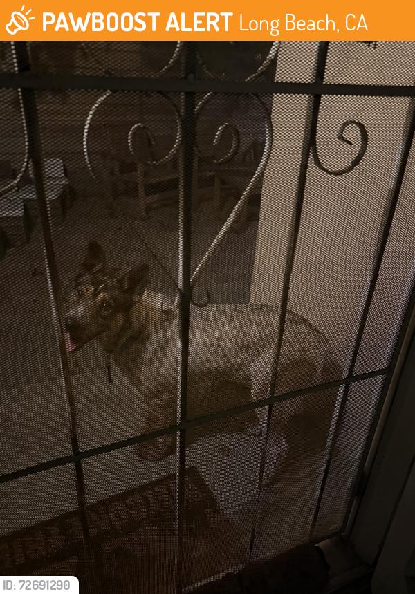 Found/Stray Unknown Dog last seen Long Beach blvd / del amo , Long Beach, CA 90805