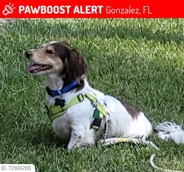 Lost Male Dog last seen Winners Cir near Kingsfield Rd - Close to Tate High Backgate, Gonzalez, FL 32533