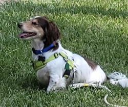 Lost Male Dog last seen Winners Cir near Kingsfield Rd - Close to Tate High Backgate, Gonzalez, FL 32533