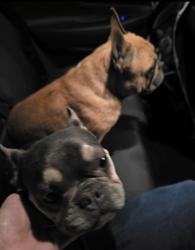 Found/Stray Unknown Dog last seen Webb Lynn and Webb Ferrell , Arlington, TX 75052
