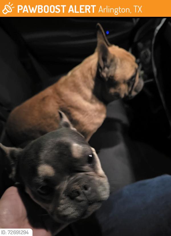 Found/Stray Unknown Dog last seen Webb Lynn and Webb Ferrell , Arlington, TX 75052