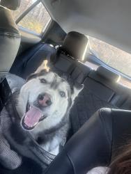 Found/Stray Male Dog last seen 5th st, Kansas City, MO 64124