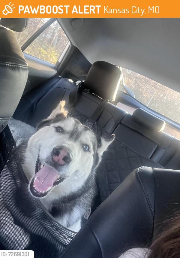 Found/Stray Male Dog last seen 5th st, Kansas City, MO 64124