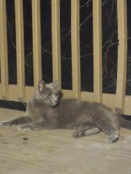 Found/Stray Male Cat last seen Near Mandan Dr , Nashville, TN 37027