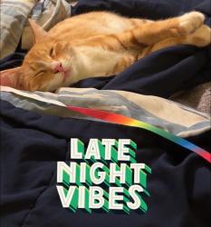 Lost Male Cat last seen Hillward Court, Stephanie st, Riverside, CA 92508