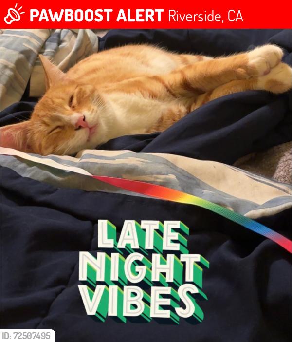 Lost Male Cat last seen Hillward Court, Stephanie st, Riverside, CA 92508