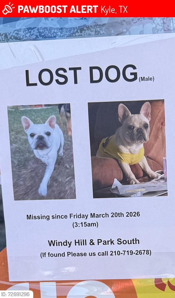 Lost Male Dog last seen Windy Hill Road Kyle , Kyle, TX 78640