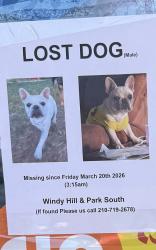 Lost Male Dog last seen Windy Hill Road Kyle , Kyle, TX 78640